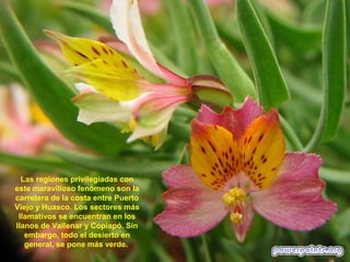 Las regiones privilegiadas con
este maravilloso fenómeno son la
carretera de la costa entre Puerto
Viejo y Huasco. Los sectores más
 llamativos se encuentran en los
llanos de Vallenar y Copiapó. Sin
   embargo, todo el desierto en
   general, se pone más verde.
 
