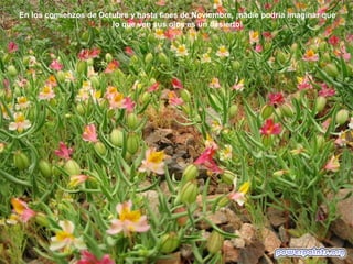 En los comienzos de Octubre y hasta fines de Noviembre, ¡nadie podría imaginar que
                       lo que ven sus ojos es un desierto!
 