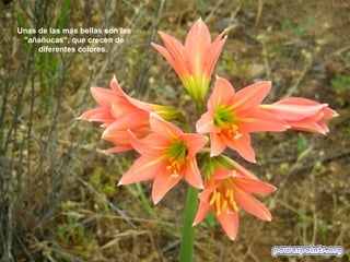 Unas de las más bellas son las
 "añañucas“, que crecen de
     diferentes colores.
 