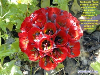 También la "garra
de león", de tono
 rojo y amarillo,
    que puede
   alcanzar un
  diámetro de 15
       cm. y
lamentablemente
 se encuentra en
    peligro de
     extinción.
 