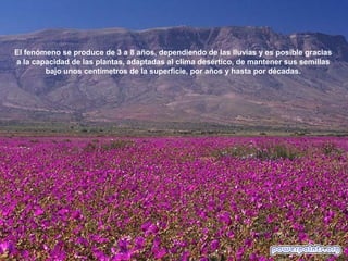 El fenómeno se produce de 3 a 8 años, dependiendo de las lluvias y es posible gracias
a la capacidad de las plantas, adaptadas al clima desértico, de mantener sus semillas
        bajo unos centímetros de la superficie, por años y hasta por décadas.
 