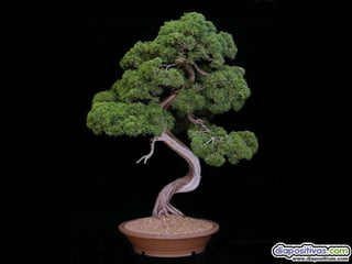 Luis Velazquez Cabillas: bonsai