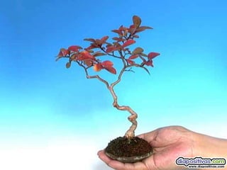Luis Velazquez Cabillas: bonsai
