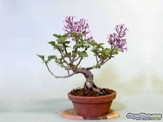 Luis Velazquez Cabillas: bonsai