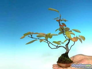 Luis Velazquez Cabillas: bonsai