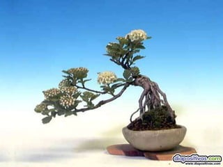 Luis Velazquez Cabillas: bonsai