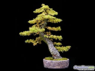 Luis Velazquez Cabillas: bonsai