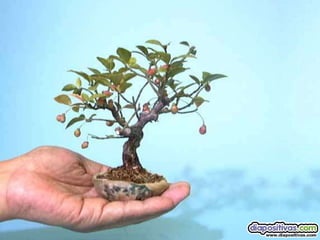 Luis Velazquez Cabillas: bonsai
