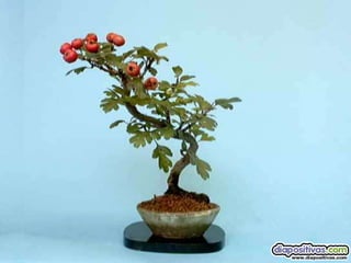 Luis Velazquez Cabillas: bonsai