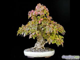 Luis Velazquez Cabillas: bonsai