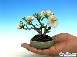 Luis Velazquez Cabillas: bonsai
