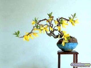 Luis Velazquez Cabillas: bonsai