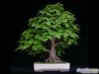 Luis Velazquez Cabillas: bonsai