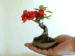 Luis Velazquez Cabillas: bonsai