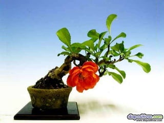 Luis Velazquez Cabillas: bonsai