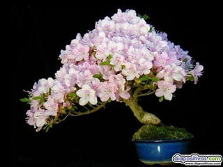 Luis Velazquez Cabillas: bonsai