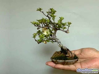 Luis Velazquez Cabillas: bonsai