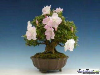 Luis Velazquez Cabillas: bonsai