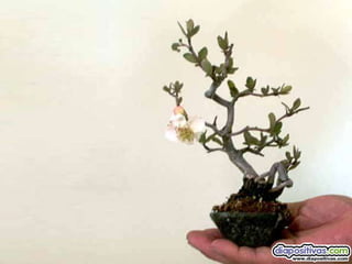 Luis Velazquez Cabillas: bonsai