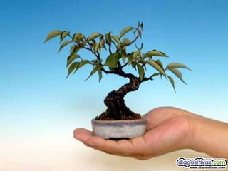 Luis Velazquez Cabillas: bonsai