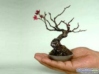 Luis Velazquez Cabillas: bonsai
