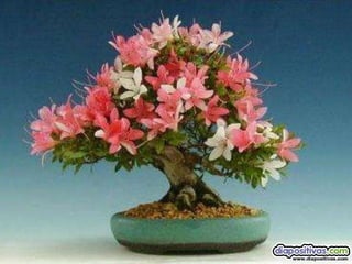 Luis Velazquez Cabillas: bonsai