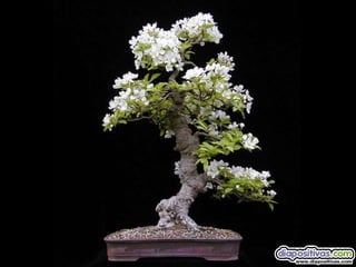 Luis Velazquez Cabillas: bonsai