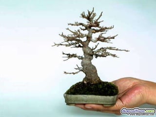 Luis Velazquez Cabillas: bonsai