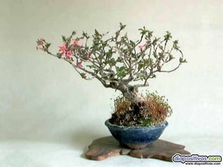 Luis Velazquez Cabillas: bonsai