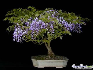 Luis Velazquez Cabillas: bonsai