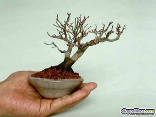 Luis Velazquez Cabillas: bonsai