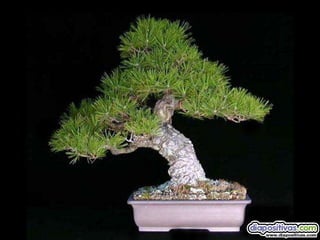 Luis Velazquez Cabillas: bonsai