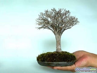 Luis Velazquez Cabillas: bonsai