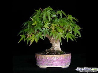 Luis Velazquez Cabillas: bonsai