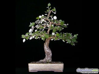 Luis Velazquez Cabillas: bonsai