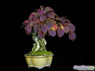 Luis Velazquez Cabillas: bonsai