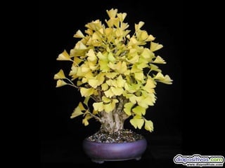 Luis Velazquez Cabillas: bonsai