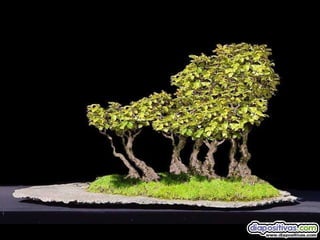 Luis Velazquez Cabillas: bonsai