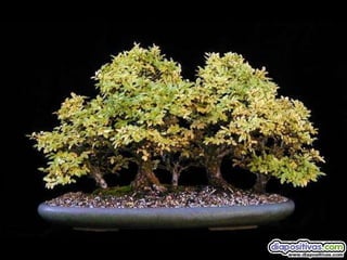 Luis Velazquez Cabillas: bonsai