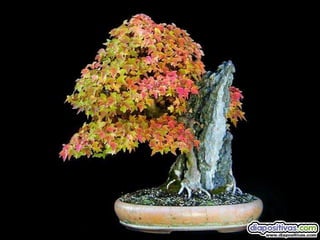 Luis Velazquez Cabillas: bonsai