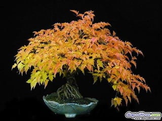 Luis Velazquez Cabillas: bonsai