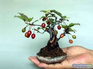 Luis Velazquez Cabillas: bonsai