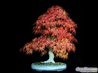 Luis Velazquez Cabillas: bonsai