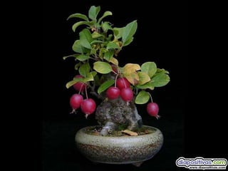 Luis Velazquez Cabillas: bonsai