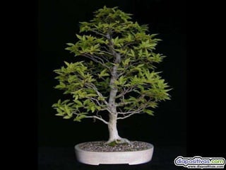 Luis Velazquez Cabillas: bonsai