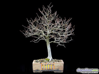 Luis Velazquez Cabillas: bonsai