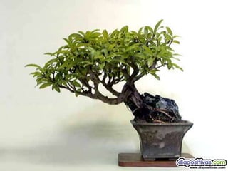 Luis Velazquez Cabillas: bonsai