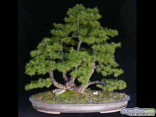 Luis Velazquez Cabillas: bonsai