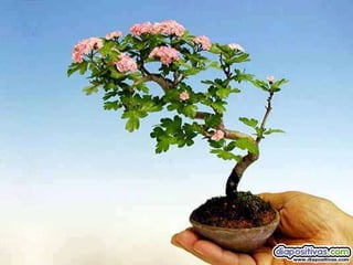 Luis Velazquez Cabillas: bonsai