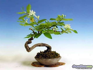 Luis Velazquez Cabillas: bonsai